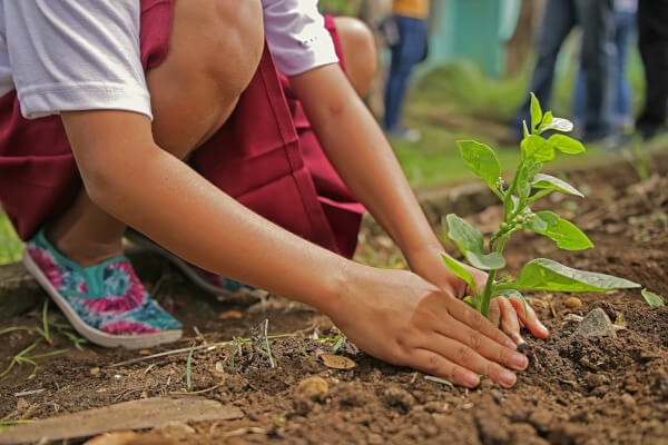 Image Conseils en jardinage